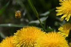 Fotograf: Ludwig Brunner