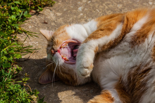 Bild des Monats Juni 2018 5 Fotograf: Karl Stockinger