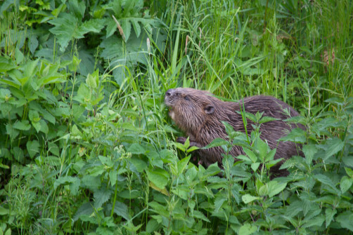 Bild des Monats Juni 2018 8 Fotografin: Maria Fromme