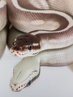 Tierportrait 2 2. Platz: Fotograf: Marieluise Hess