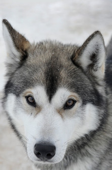 Tierportrait 3 3. Platz: Fotograf: Rudolf Lachinger