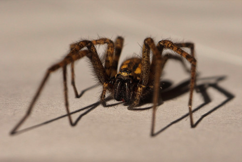 interner Fotobewerb zum Thema Makro 1 1. Platz: Fotografin: Margit Späth