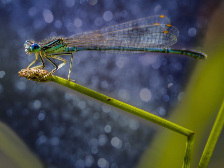 interner Fotobewerb zum Thema Makro 2 2. Platz: Fotograf: Andreas Kerner