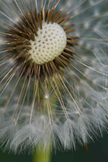 interner Fotobewerb zum Thema Makro 4 4. Platz: Fotografin: Birgit Nebl