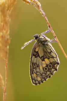 interner Fotobewerb zum Thema Makro 6 5. Platz: Fotograf: Christof Anolick