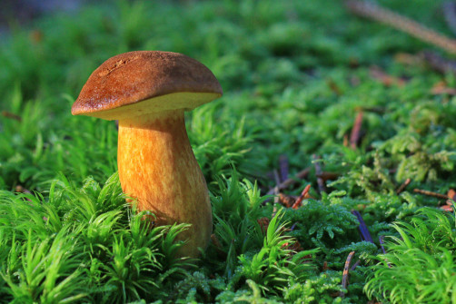 interner Fotobewerb zum Thema Makro 8 7. Platz: Fotograf: Alfred Lichtenauer