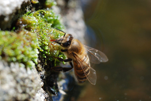 interner Fotobewerb zum Thema Makro 9 8. Platz: Fotograf: Karina Dobrusky