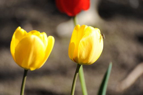 interner Fotobewerb zum Thema Makro 10 9. Platz: Fotograf: Rudolf Lachinger
