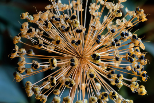 interner Fotobewerb zum Thema Makro 11 Fotograf: Georg Groß