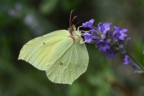 interner Fotobewerb zum Thema Makro 13 Fotografin: Birgit Nebl