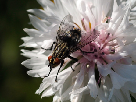 interner Fotobewerb zum Thema Makro 14 Fotografin: Margit Späth