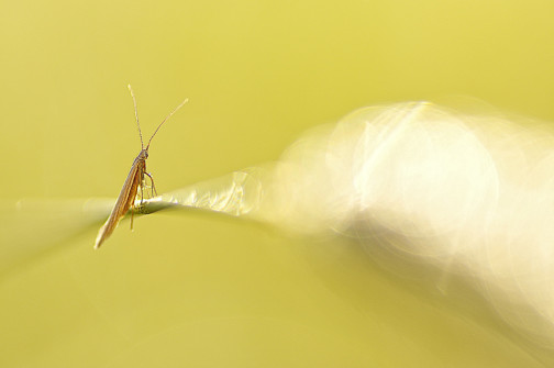 interner Fotobewerb zum Thema Makro 15 Fotograf: Christof Anolick