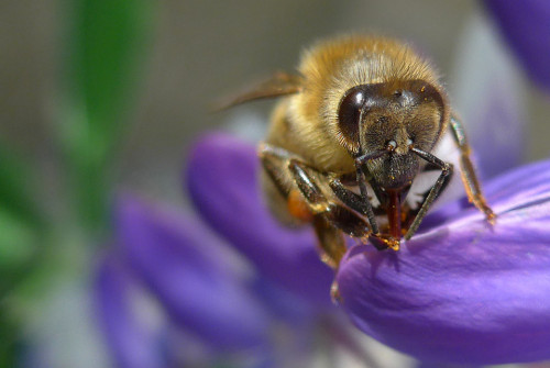 interner Fotobewerb zum Thema Makro 16 Fotograf: Ludwig Brunner