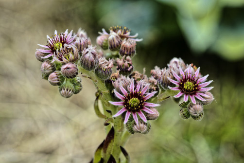 interner Fotobewerb zum Thema Makro 17 Fotograf: Georg Groß