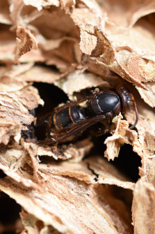 interner Fotobewerb zum Thema Makro 18 Fotografin: Birgit Nebl