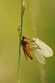 interner Fotobewerb zum Thema Makro 19 Fotograf: Christof Anolick