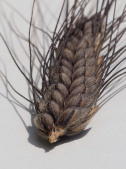 interner Fotobewerb zum Thema Makro 20 Fotografin: Margit Späth