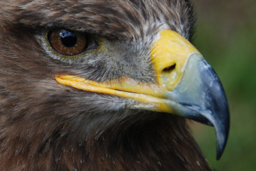 interner Fotobewerb zum Thema Makro 21 Fotograf: Ludwig Brunner