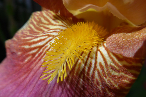 interner Fotobewerb zum Thema Makro 22 Fotograf: Ludwig Brunner