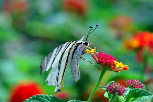 interner Fotobewerb zum Thema Makro 25 Fotograf: Wolfgang Meindl
