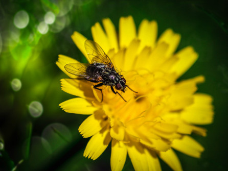 interner Fotobewerb zum Thema Makro 26 Fotograf: Andreas Kerner