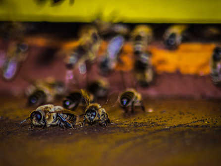interner Fotobewerb zum Thema Makro 27 Fotograf: Andreas Kerner