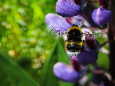 interner Fotobewerb zum Thema Makro 28 Fotograf: Andreas Kerner
