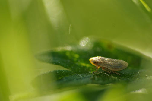 interner Fotobewerb zum Thema Makro 29 Fotograf: Christof Anolick