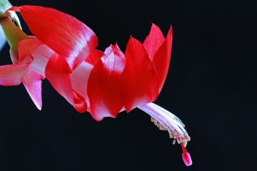 interner Fotobewerb zum Thema Makro 30 Fotograf: Alfred Lichtenauer
