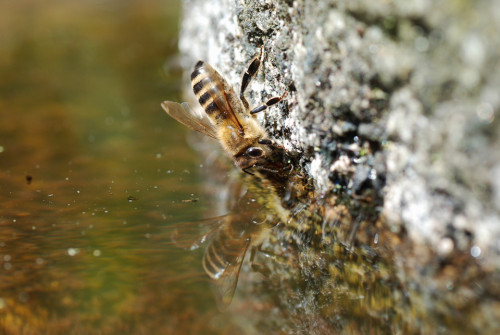 interner Fotobewerb zum Thema Makro 31 Fotografin: Karina Dobrusky