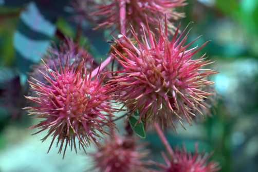 interner Fotobewerb zum Thema Makro 32 Fotograf: Wolfgang Meindl