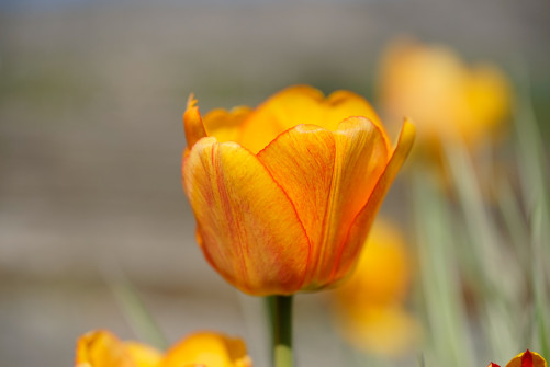 Bild des Monats Juni 2018 3 Fotograf: Georg Groß