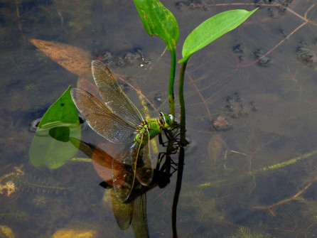 Bild des Monats Juni 2018 2 Fotograf: Herbert Wiesner