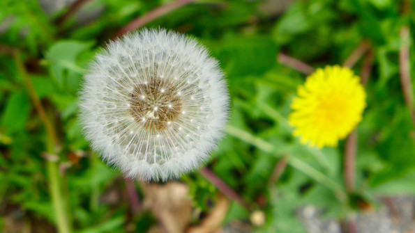 Bild des Monats Juni 2018 4 Fotograf: Horst