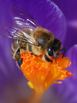 Bild des Monats Juni 2018 6 Fotograf: Ludwig Brunner