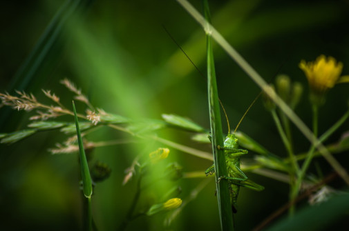 Fotograf: Christof Anolick