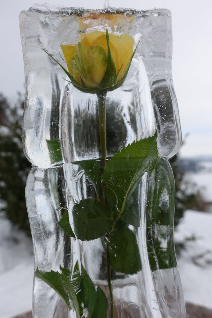 Bild des Monats Januar 2019