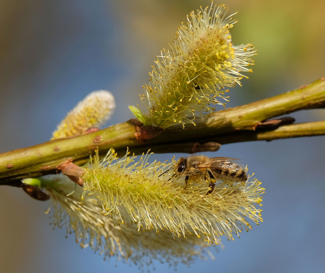 Bild des Monats April 2019