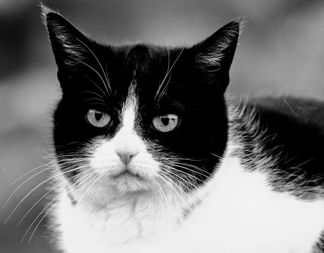 Schwarzw-weiß-Foto, Katze von vorne fotografiert
