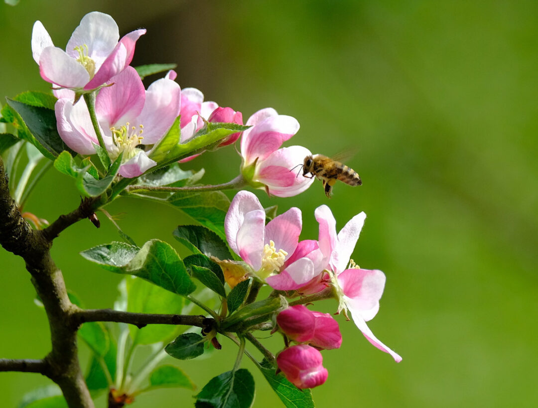 Bild des Monats Mai 2022, Biene auf Zweig mit Apfelblüten