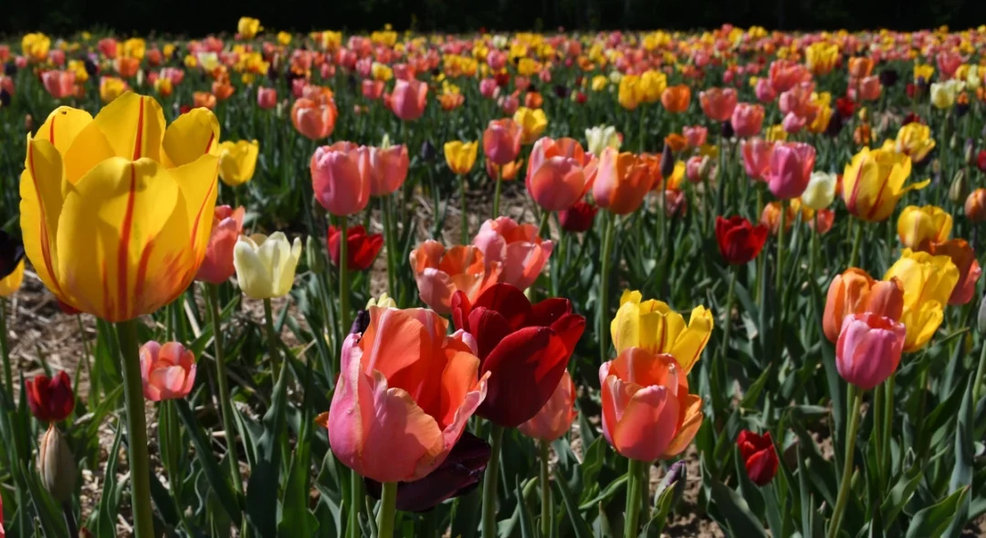 Bild des Monats Juni 2022, farbenfrohes Bild mit Tulpen