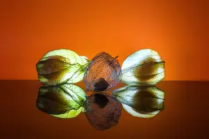 Bild des Monats Mai 2025, Drei Lampionblumen mit feinen Strukturen und Spiegelung vor orangefarbenem Hintergrund.