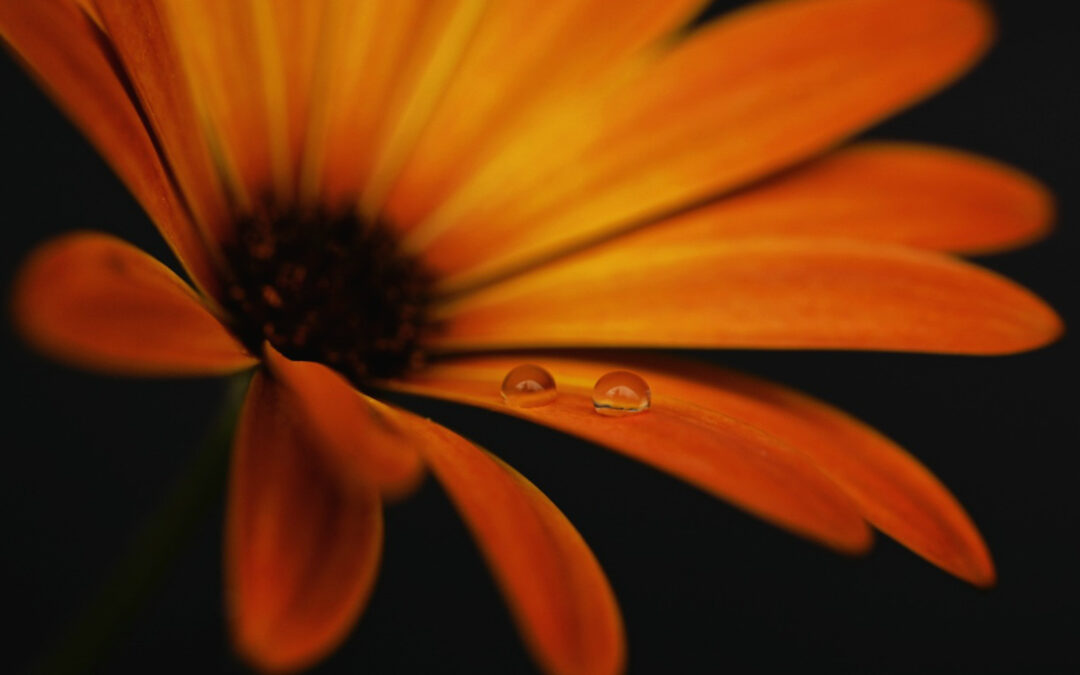 Bild des Monats Juni 2026